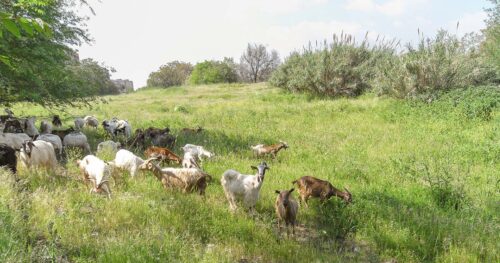投稿についてもっと詳しく ヤギの群れ、現る