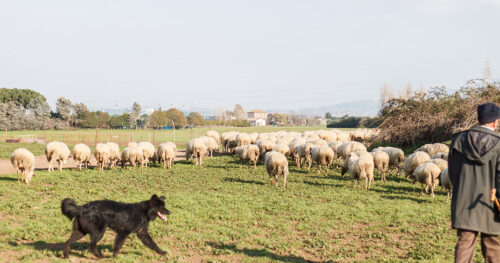 投稿についてもっと詳しく 古代水道橋と羊の群れ