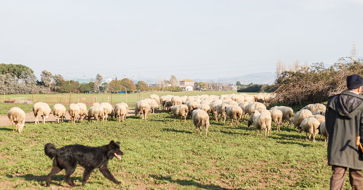 あなたが現在見ているのは 古代水道橋と羊の群れ